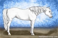 Horse Color:Gray Bay 