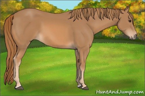 Horse Color: Chestnut 