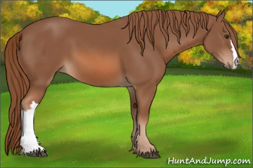 Horse Color: Chestnut 