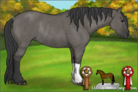 Horse Color:Grullo Rabicano 