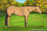 Horse Color:Buckskin 