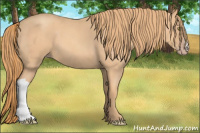 Horse Color:Gold Champagne Roan 