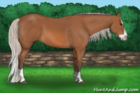 Horse Color:Silver Bay Splash 