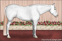 Horse Color:Amber Champagne Roan Appaloosa 