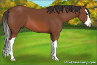 Horse Color:Bay Splash 