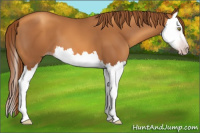 Horse Color:Gray Gold Champagne Splash