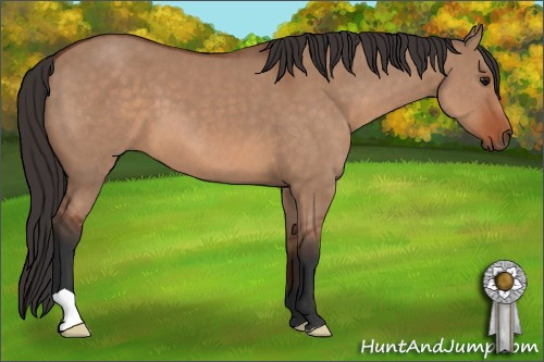 Horse Color: Unknown 