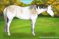 Horse Color:White Spotted Buckskin Ice Sabino Splash 