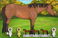 Horse Color:Unknown 