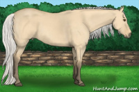 Horse Color:Silver Buckskin Dun 
