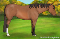 Horse Color:Bay Roan 