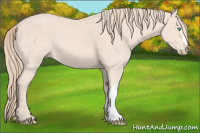 Horse Color:Perlino 