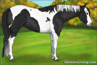 Horse Color:Gray Black Splash Tobiano 