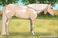 Horse Color:White Spotted Chocolate Palomino Pearl 