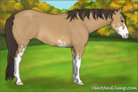 Horse Color:Buckskin Dun Sabino 