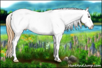 Horse Color:Buckskin Sabino Splash Appaloosa