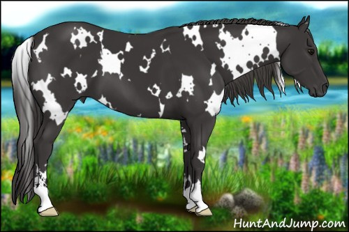Horse Color: White Spotted Smoky Black Sabino 