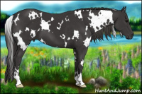 Horse Color:White Spotted Smoky Black Sabino 