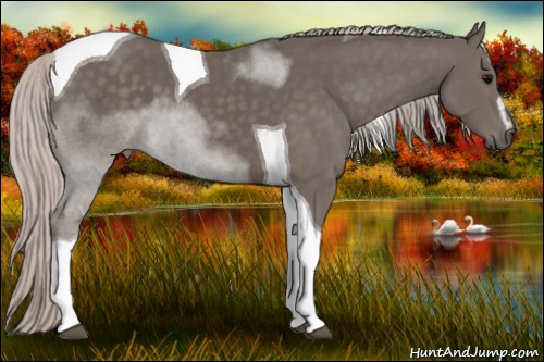Horse Color: Silver Black Sabino Tobiano 