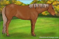 Horse Color:Gray Palomino 