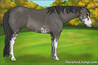 Horse Color:Black Sabino