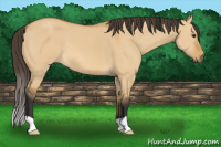 Horse Color:Buckskin Dun