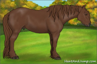 Horse Color:Gray Chestnut 