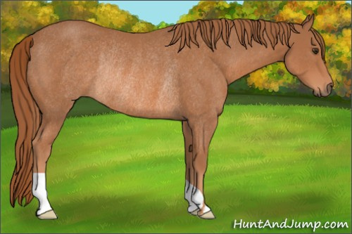 Horse Color: Chestnut Rabicano 
