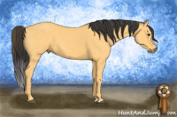 Horse Color:Buckskin 