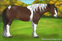 Horse Color:Gray Bay Splash Tobiano