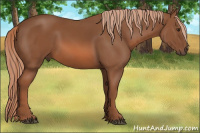 Horse Color:Liver Chestnut