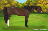 Horse Color:Gray Bay
