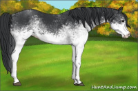 Horse Color:White Spotted Black