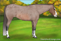 Horse Color:Bay Roan Splash Appaloosa 