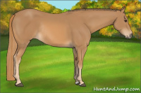 Horse Color:Chestnut Rabicano 