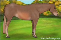Horse Color:Red Roan Rabicano 