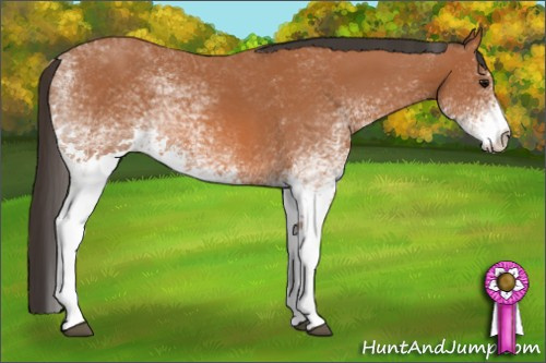 Horse Color: White Spotted Bay 