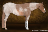 Horse Color:Liver Red Roan 