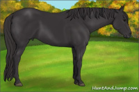 Horse Color:Smoky Black