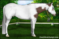 Horse Color:Bay Splash Tobiano Frame
