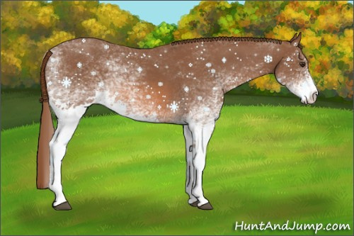 Horse Color: White Spotted Chestnut 