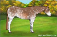 Horse Color:White Spotted Chestnut 