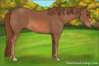 Horse Color:Liver Chestnut 