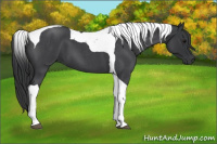 Horse Color:Blue Roan Tobiano