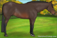 Horse Color:Bay Rabicano 
