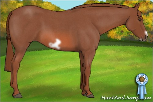 Horse Color: Liver Red Roan Frame 