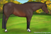 Horse Color:Brown 
