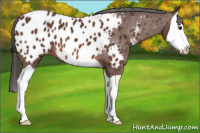Horse Color:Bay Splash Appaloosa