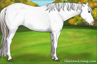 Horse Color:Brown Appaloosa 