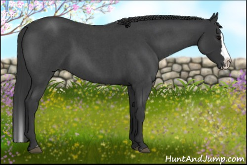 Horse Color: Blue Roan Splash 